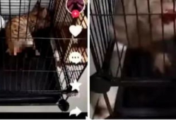 虐猫视频,人性与道德的拷问